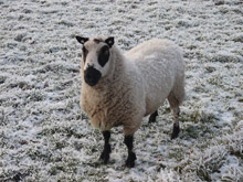 Kerry Hill Ram bred by Ben Heaps